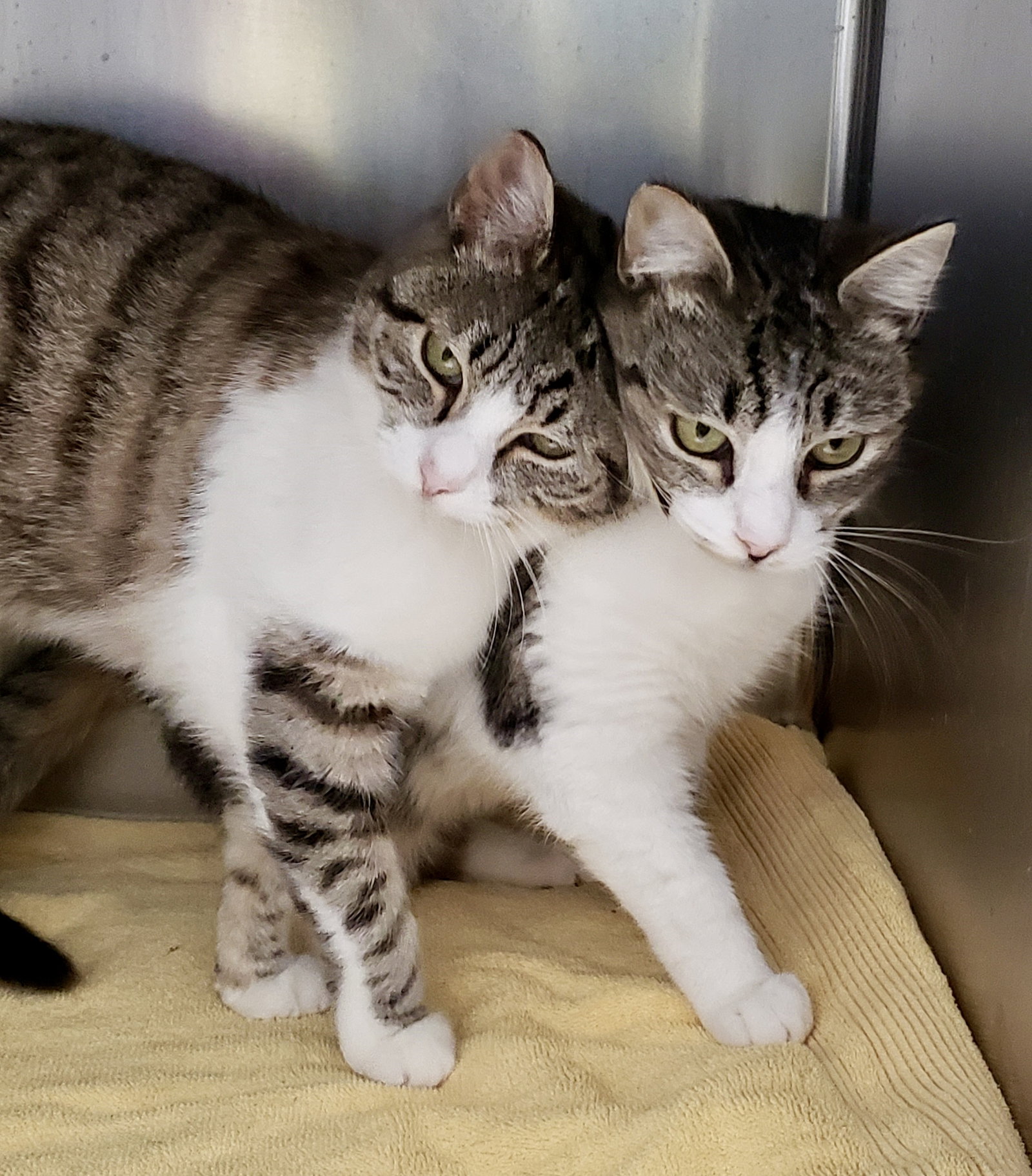 Tillie (bonded w/ Maisie) Image