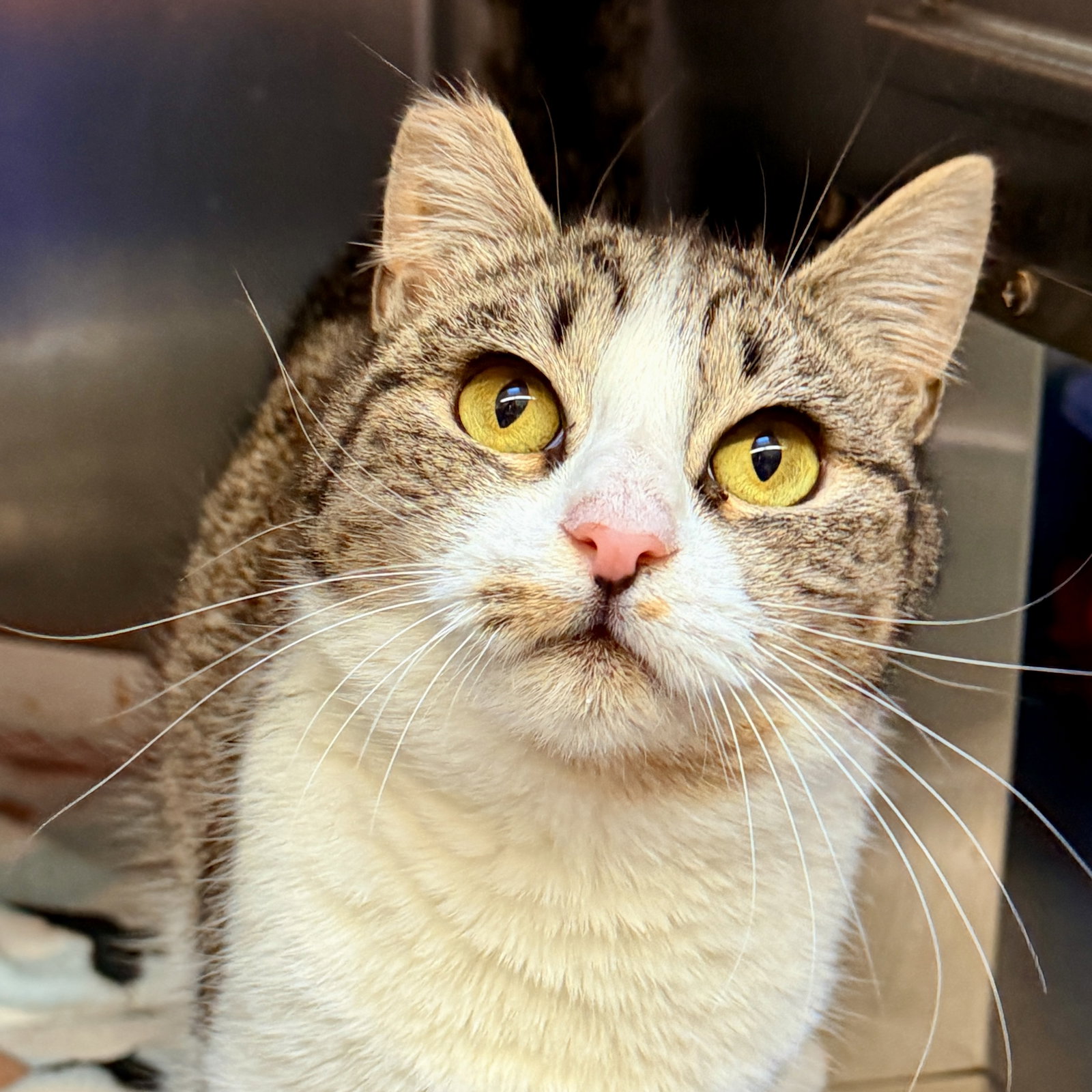 Maisie (bonded w/ Tillie) Image