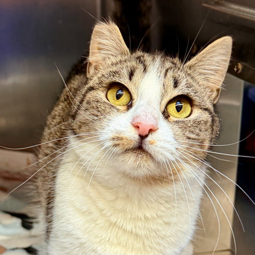 picture of the cat needing adoption