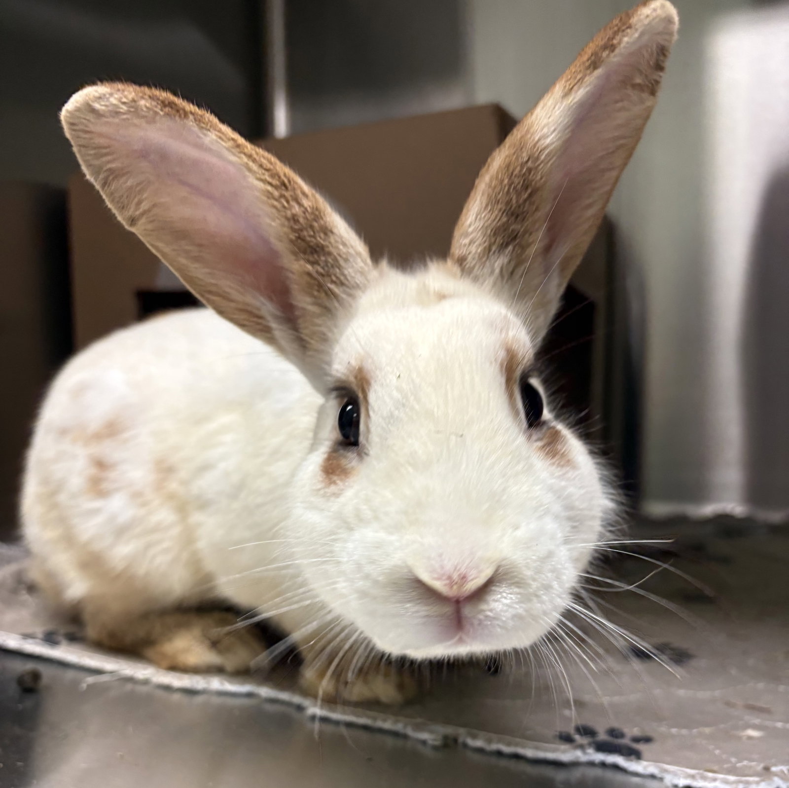 Bungus Image