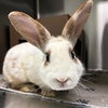 Bungus - Photo 1