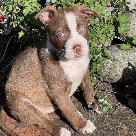 Cutie Pie Image
