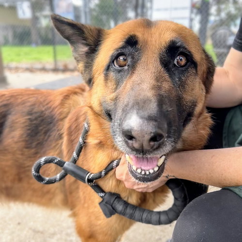 picture of the dog needing adoption