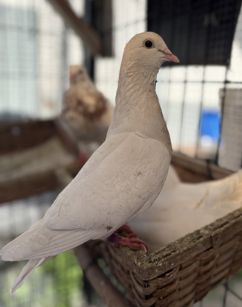 PERCY - Pigeon available for adoption