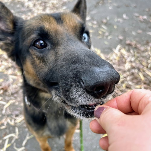 TIKI - German Shepherd Dog available for adoption