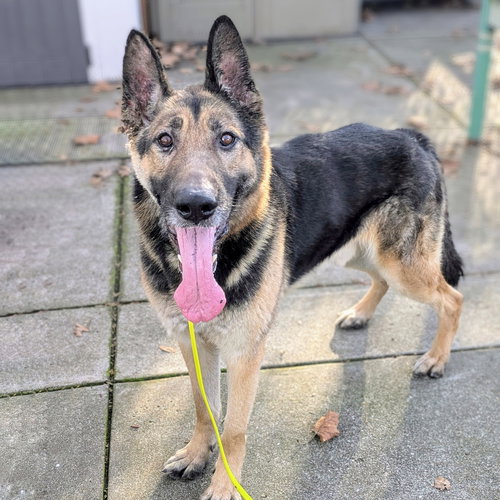 picture of the dog needing adoption