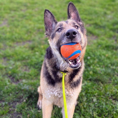 BURBERRY - German Shepherd Dog available for adoption