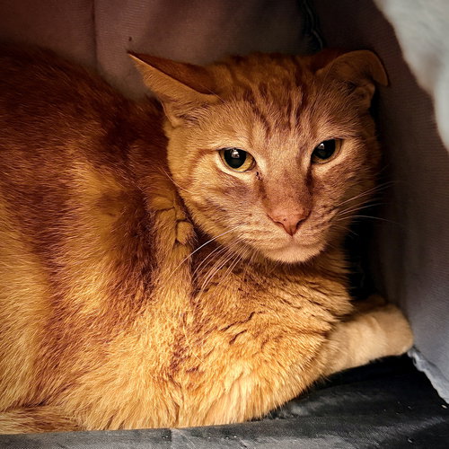 picture of the cat needing adoption
