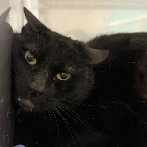 picture of the cat needing adoption