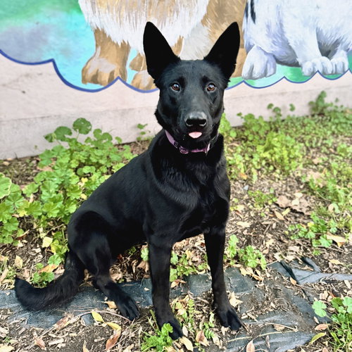 DULCE - Belgian Shepherd Malinois available for adoption