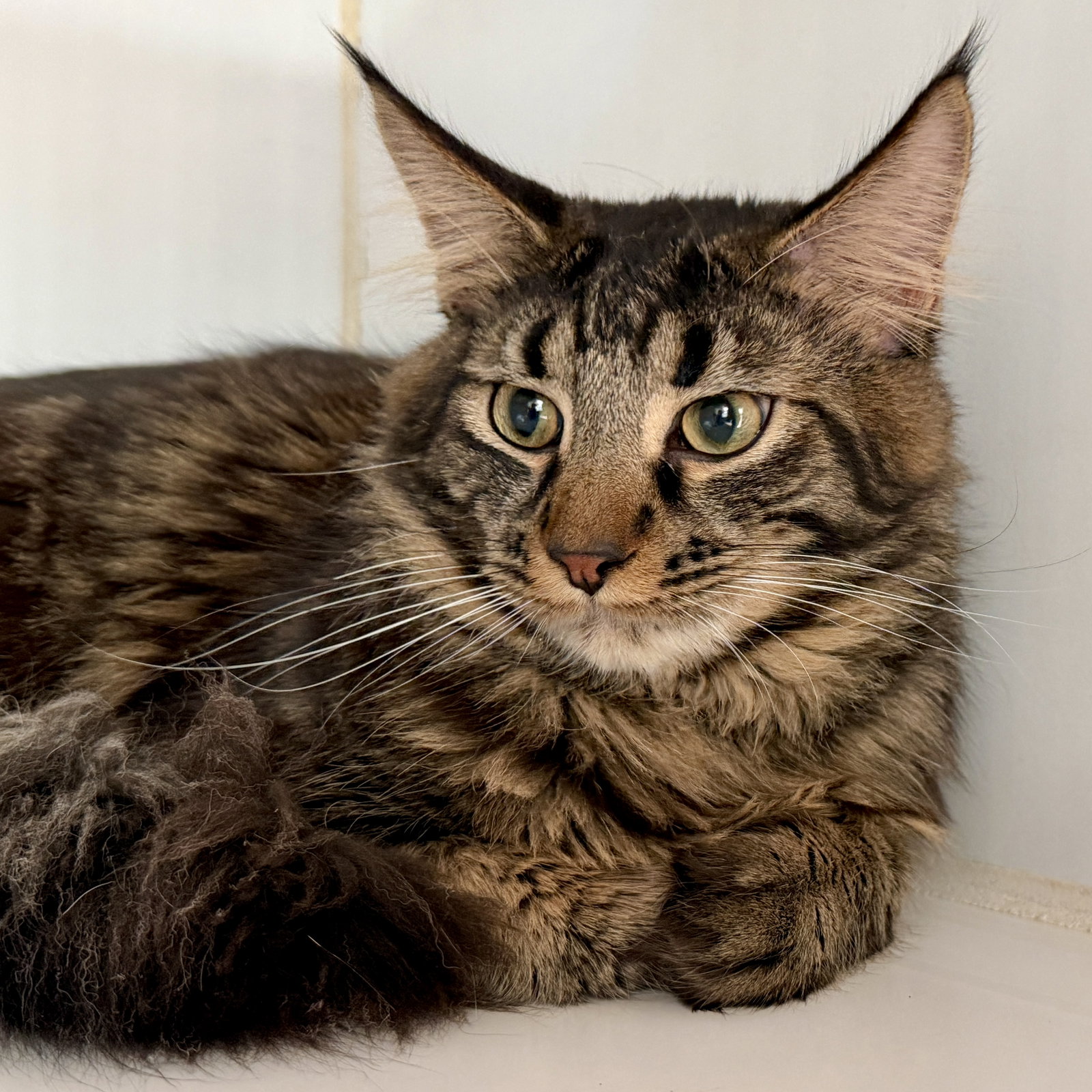 Simba (bonded w/ Winter) Image