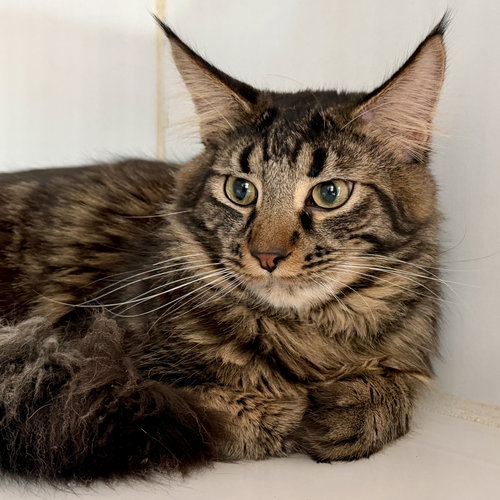 picture of the cat needing adoption