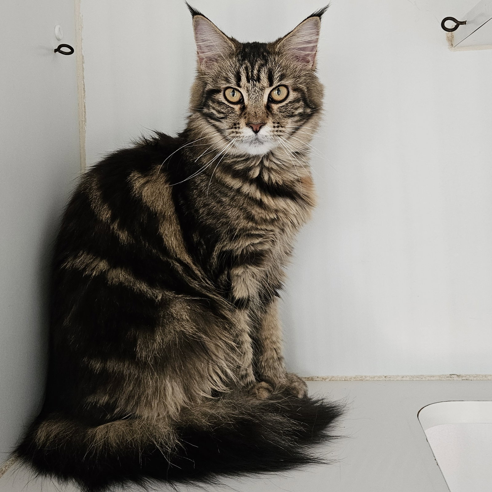 Winter (bonded w/ Simba) Image