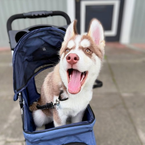 ECHO - Husky available for adoption
