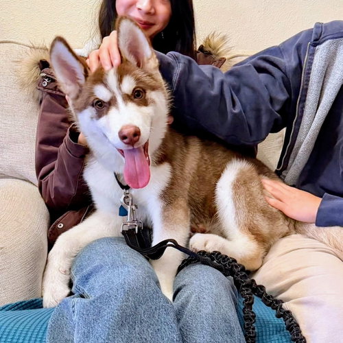 ECHO - Husky available for adoption