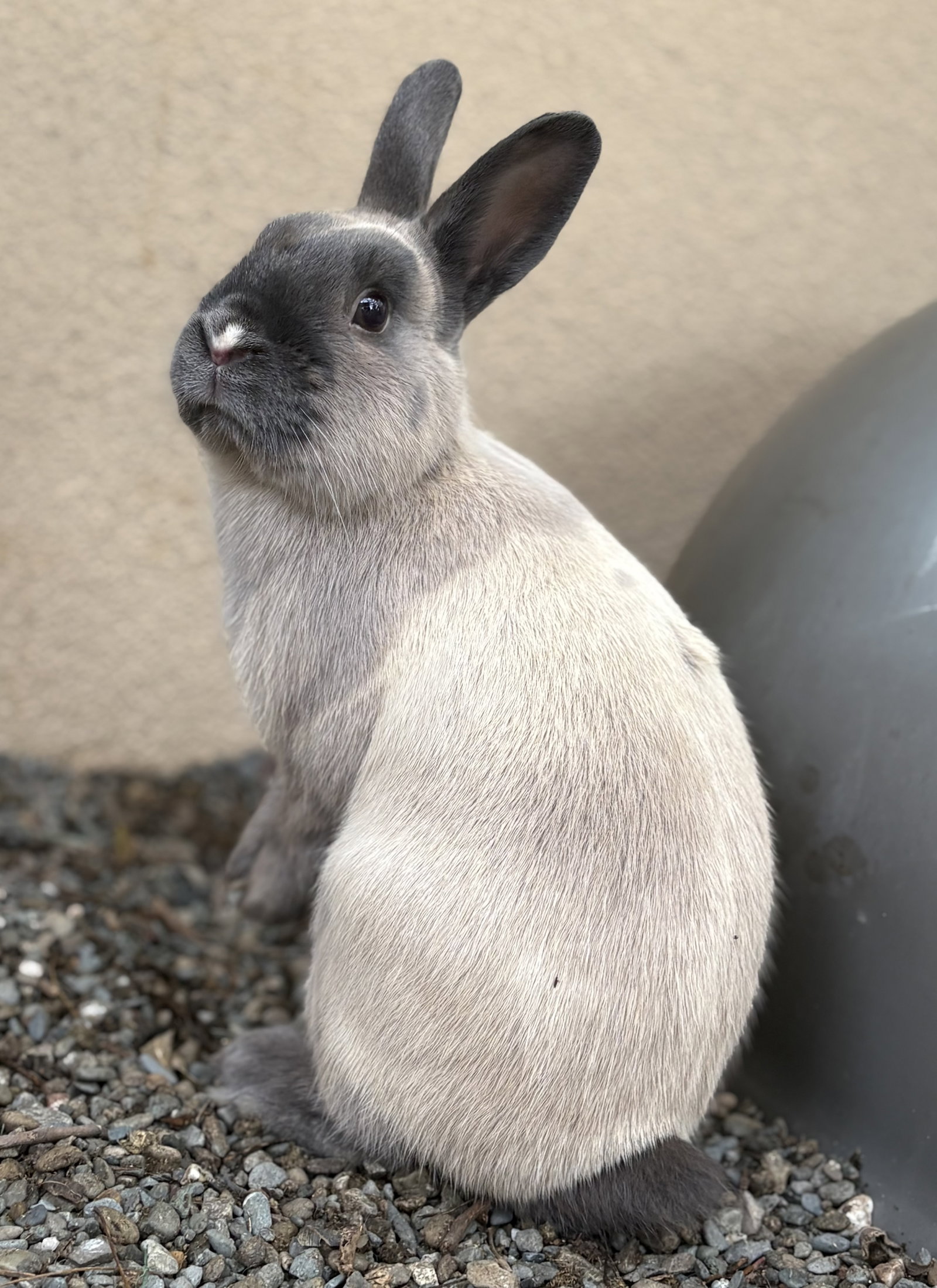 Delroy Bundo Image