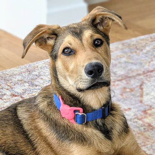 BIGGIE - German Shepherd Dog available for adoption