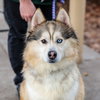 Asha - Photo 1