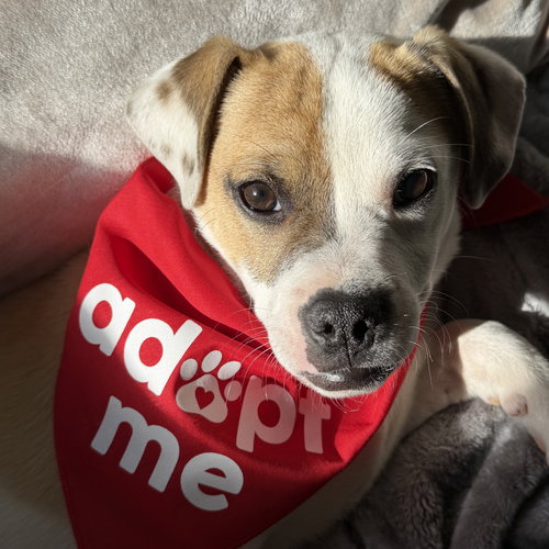 picture of the dog needing adoption