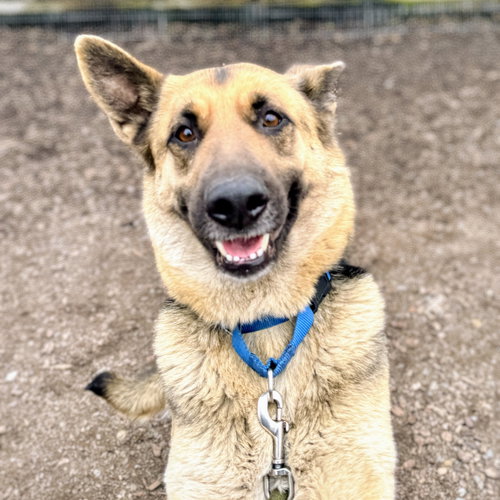 picture of the dog needing adoption