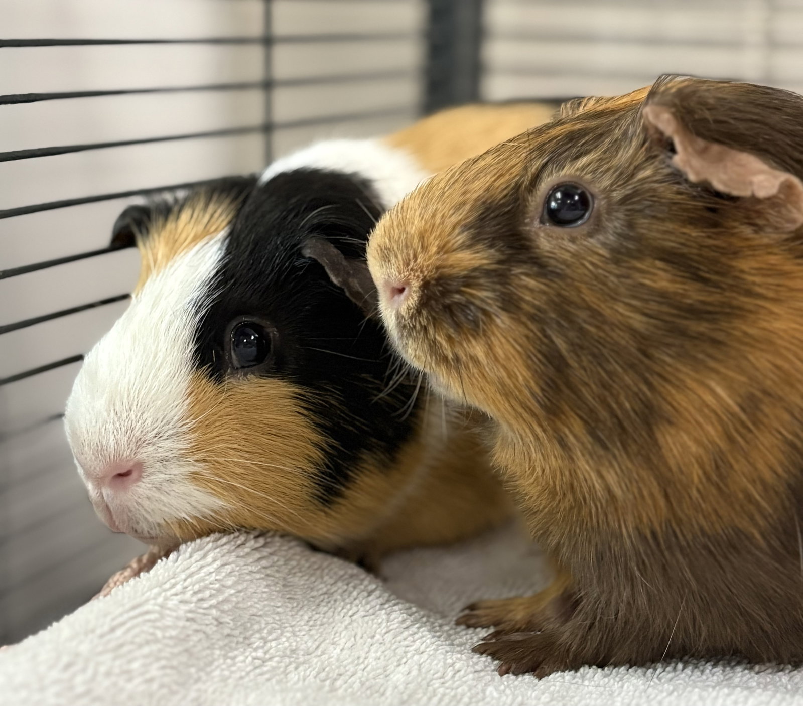 Brownie (bonded w/ Hashimoto) Image