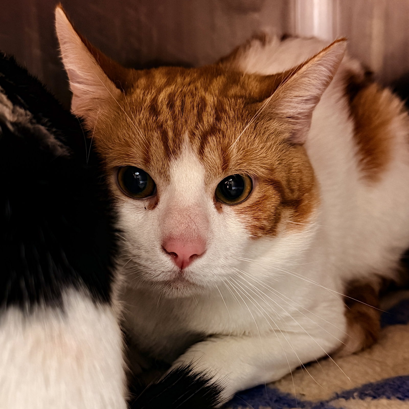 Leo (bonded w/ Luka) Image