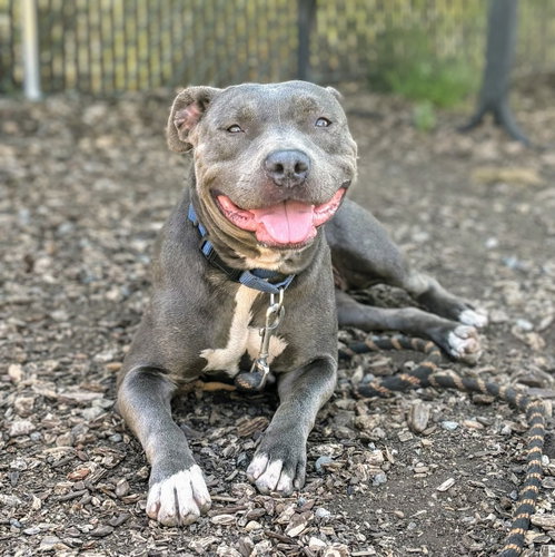 Misty, an adoptable Pit Bull Terrier in Oakland, CA