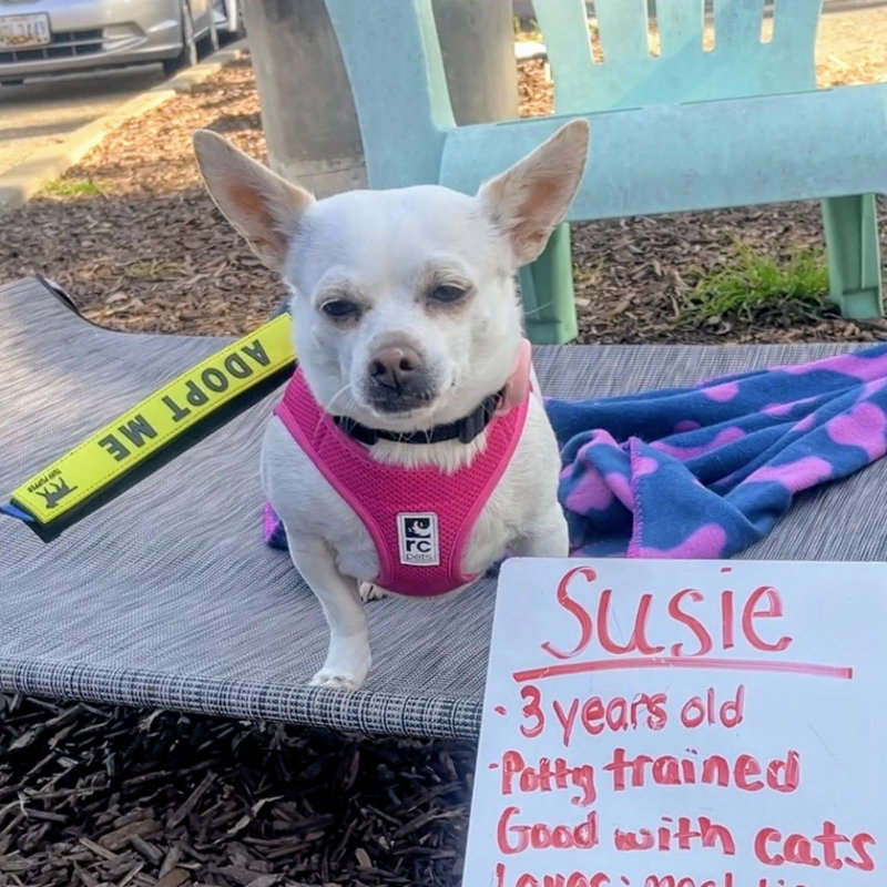 Susie Image
