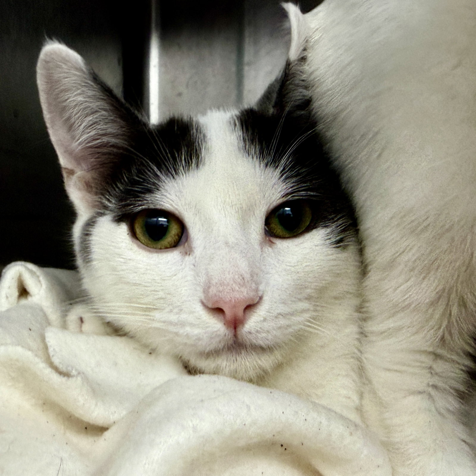 Davey Image