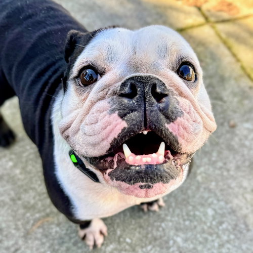 picture of the dog needing adoption