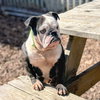 Chata - Photo 4