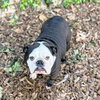Chata - Photo 7