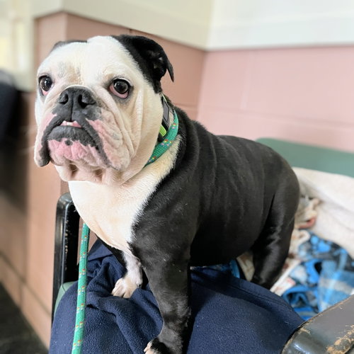 CHATA - English Bulldog available for adoption