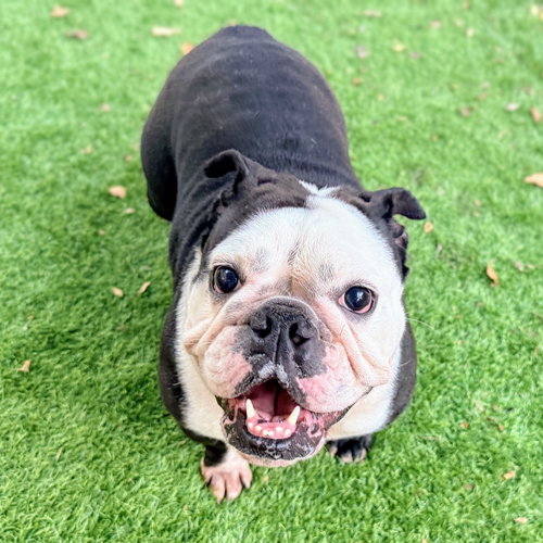 CHATA - English Bulldog available for adoption