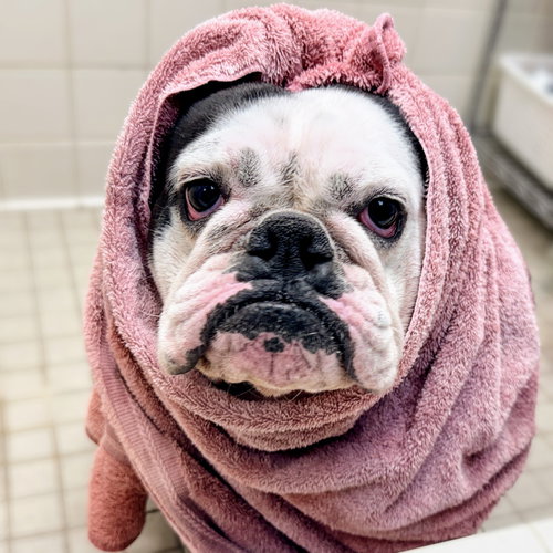 Chata, an adoptable English Bulldog in Oakland, CA