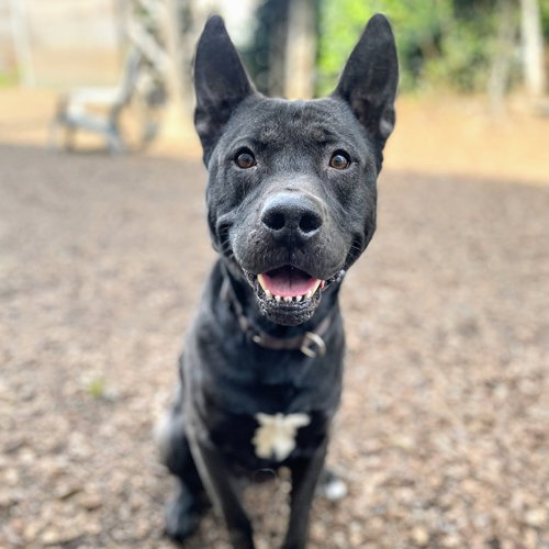 picture of the dog needing adoption