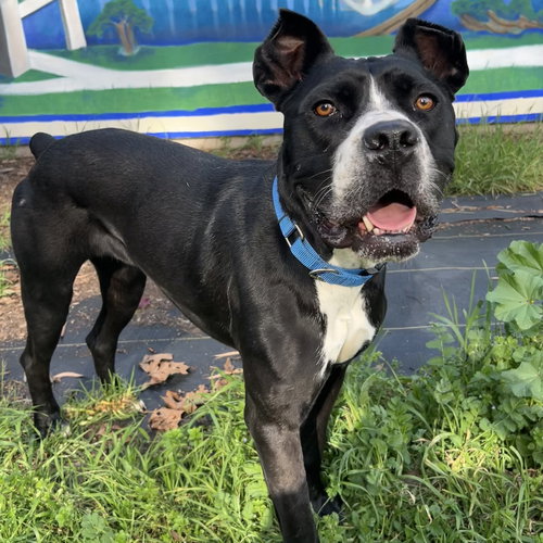 picture of the dog needing adoption