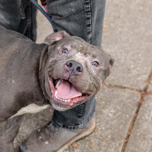 picture of the dog needing adoption