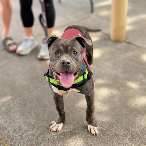 picture of the dog needing adoption