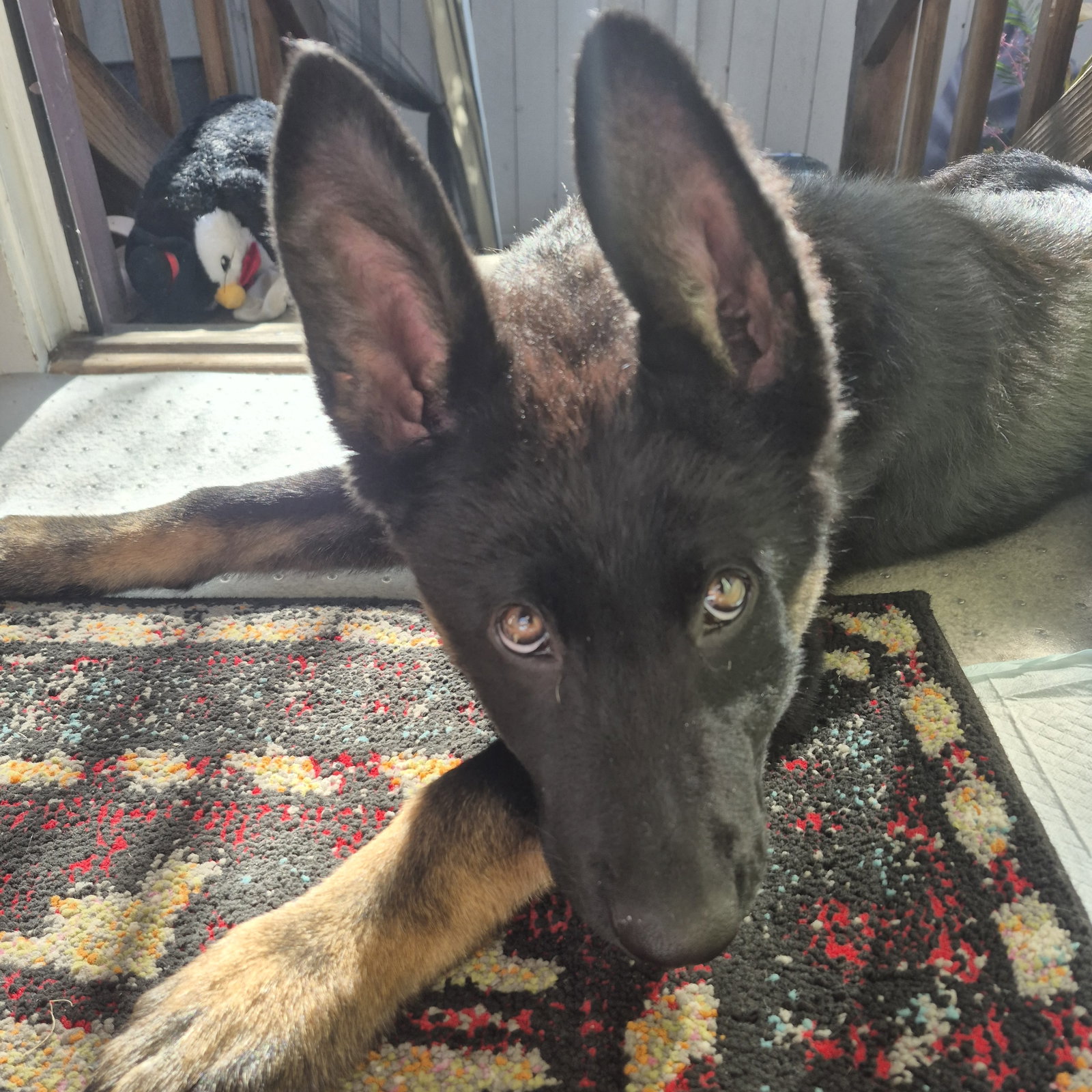 Padfoot Image
