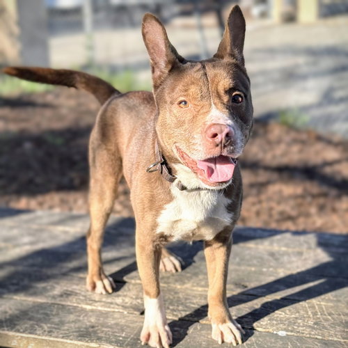 picture of the dog needing adoption