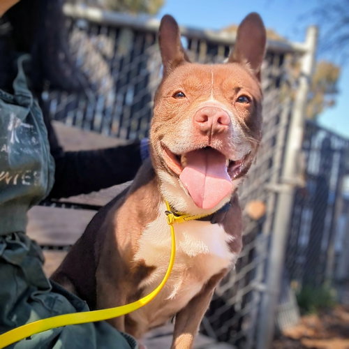 Rory, an adoptable Pit Bull Terrier in Oakland, CA