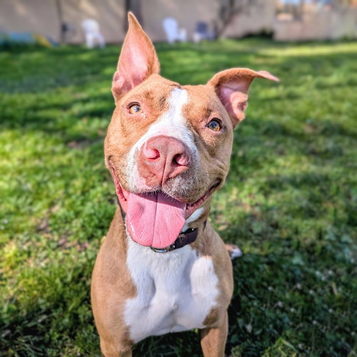 picture of the dog needing adoption
