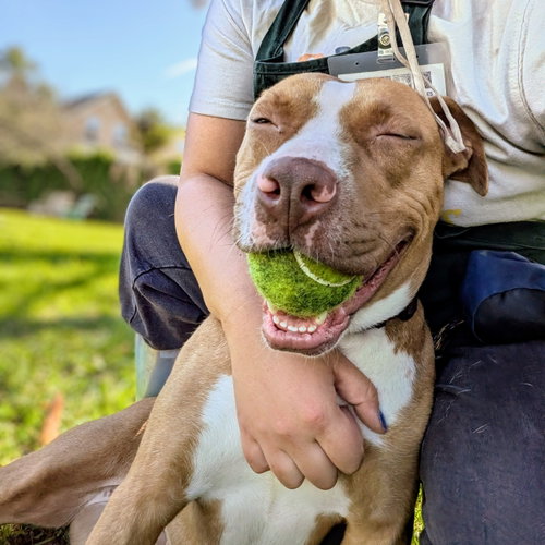 picture of the dog needing adoption