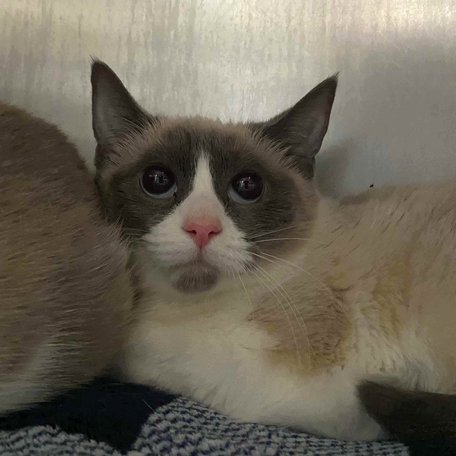 Gemma (bonded w/ Medallia) Image