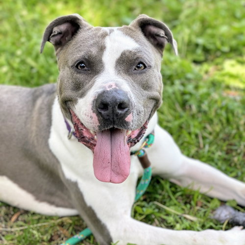 Hudson, an adoptable Pit Bull Terrier in Oakland, CA