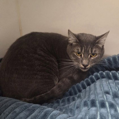 Tippy (bonded w/ Bunny) Image