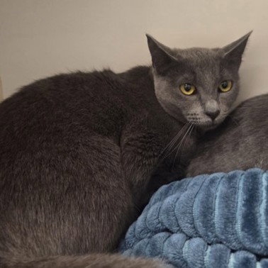 Bunny (bonded w/ Tippy) Image