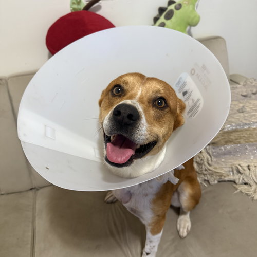TOMMY ORANGE - Terrier available for adoption