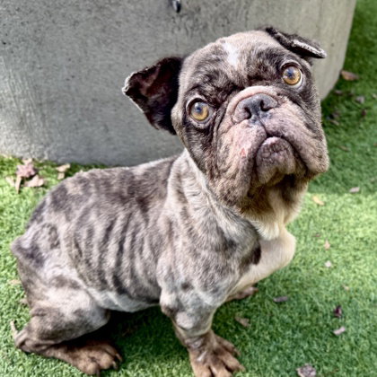 picture of the dog needing adoption